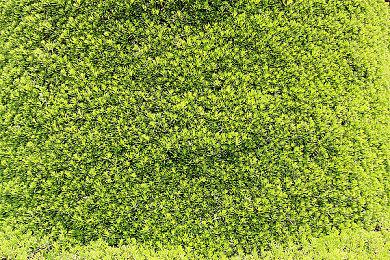 《Urban Jungle》新试玩发布 房间布置装修模拟器